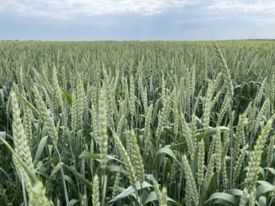 Wheat